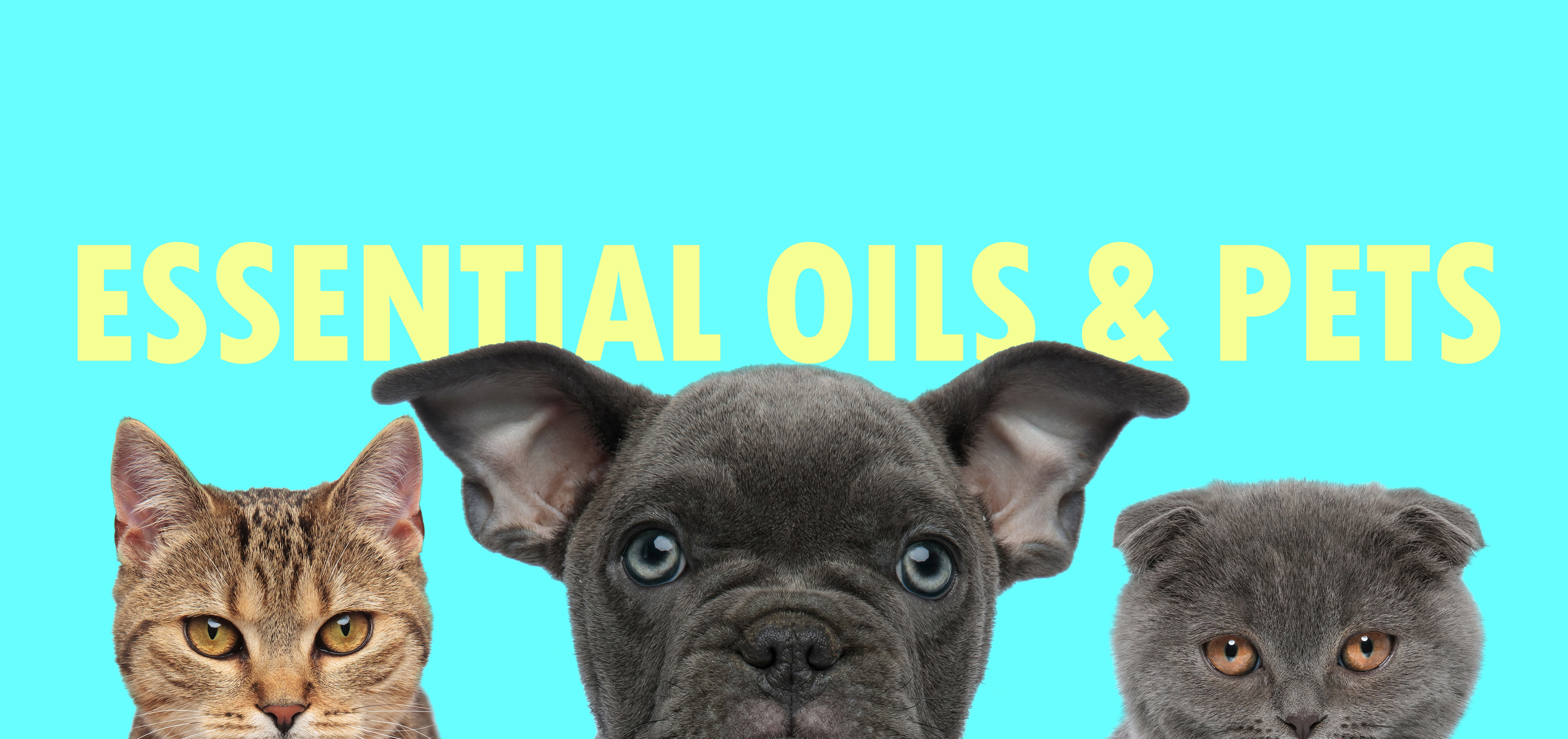 can you use essential oils on dogs