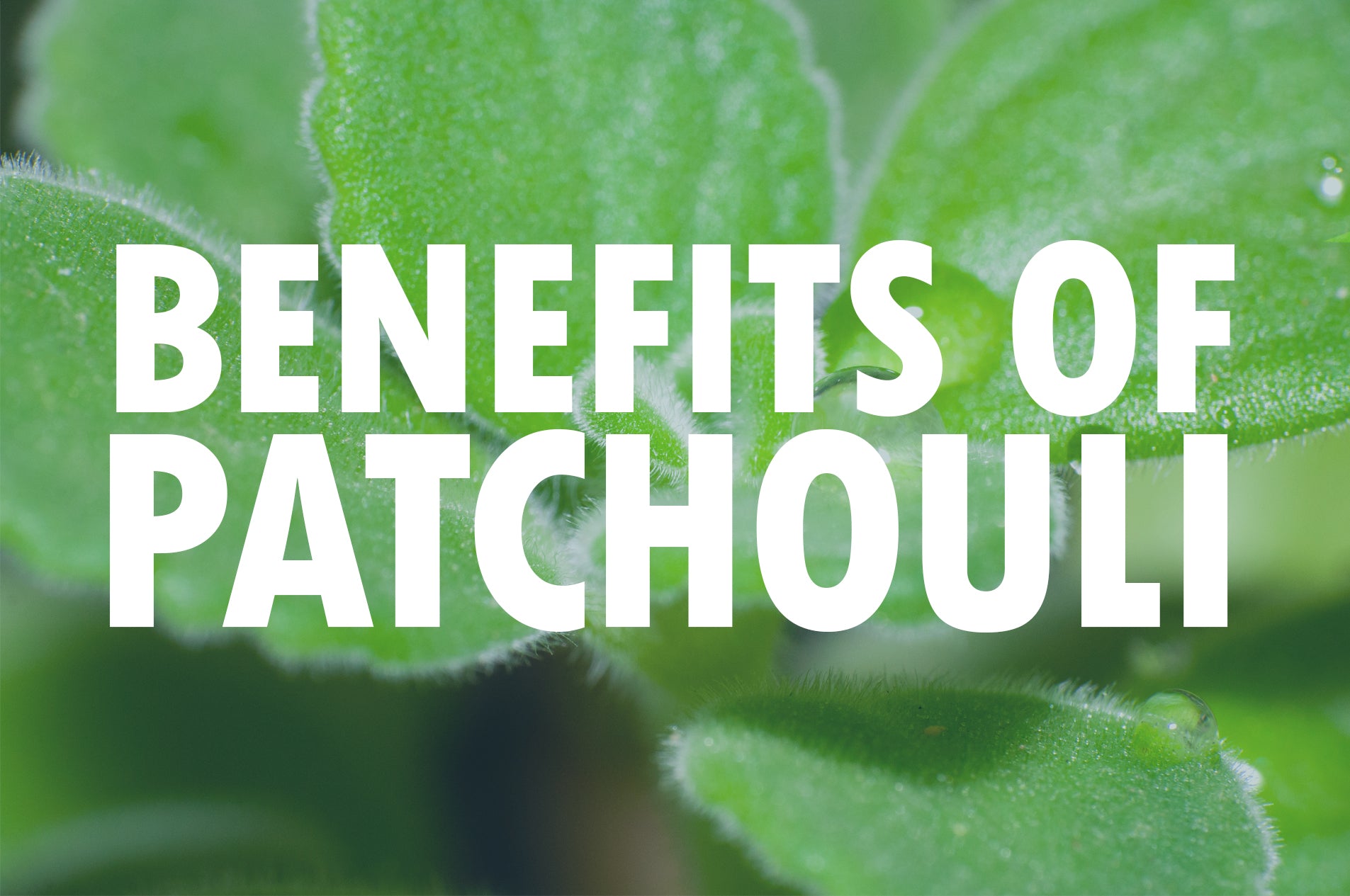 The Many Benefits of Patchouli Oil