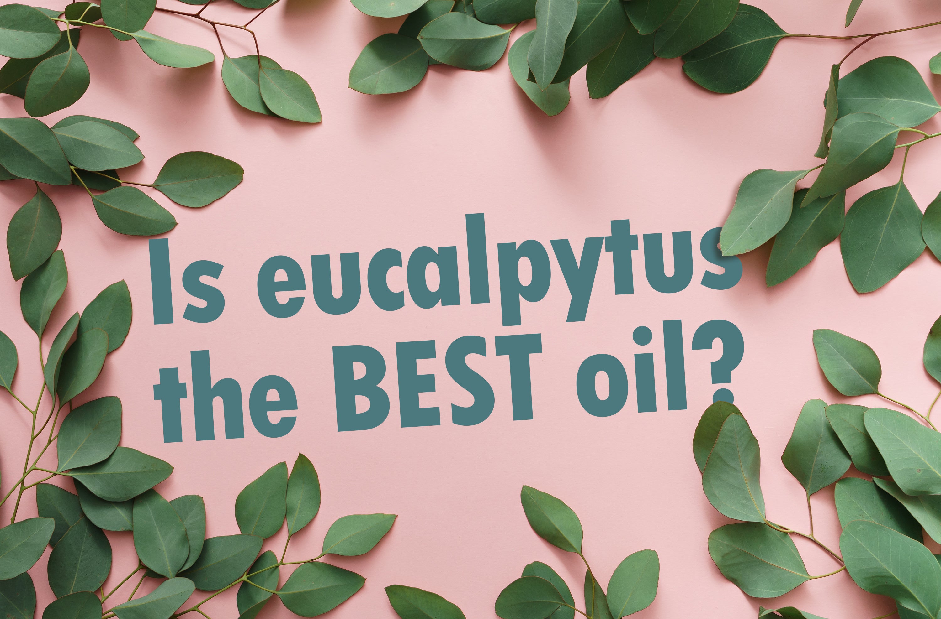 is eucalyptus the best essential oil