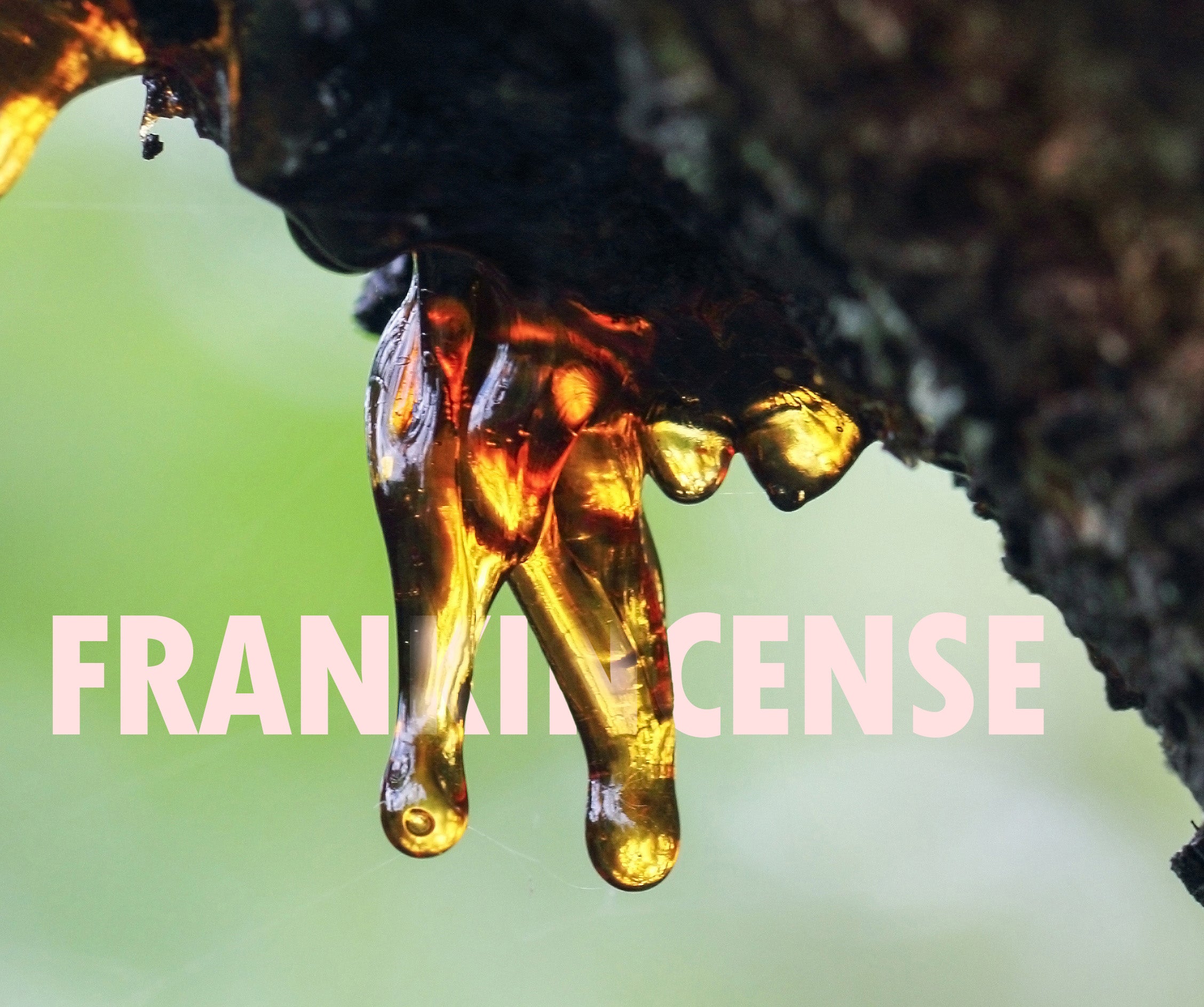 what is frankincense