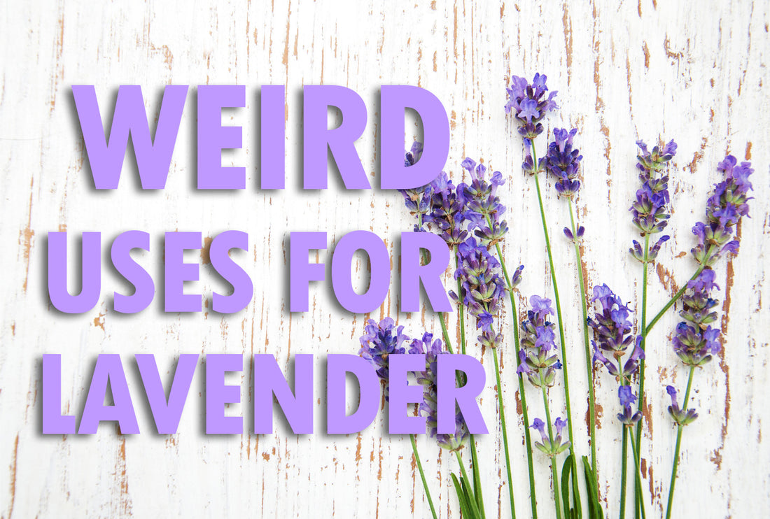weird uses for lavender blog